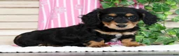 Miniature Dachshund dogs for sale: Bella - Ad 2