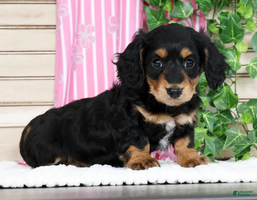 Miniature Dachshund dogs for sale: Bella - Ad 2