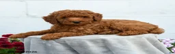 Miniature Poodle dogs for sale: Freddy - Ad 4