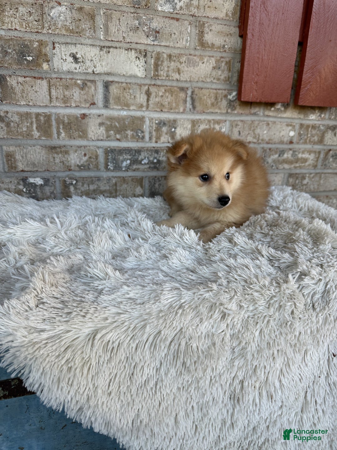 Pomsky dogs for sale: Pomsky Puppy 3 - Ad 4