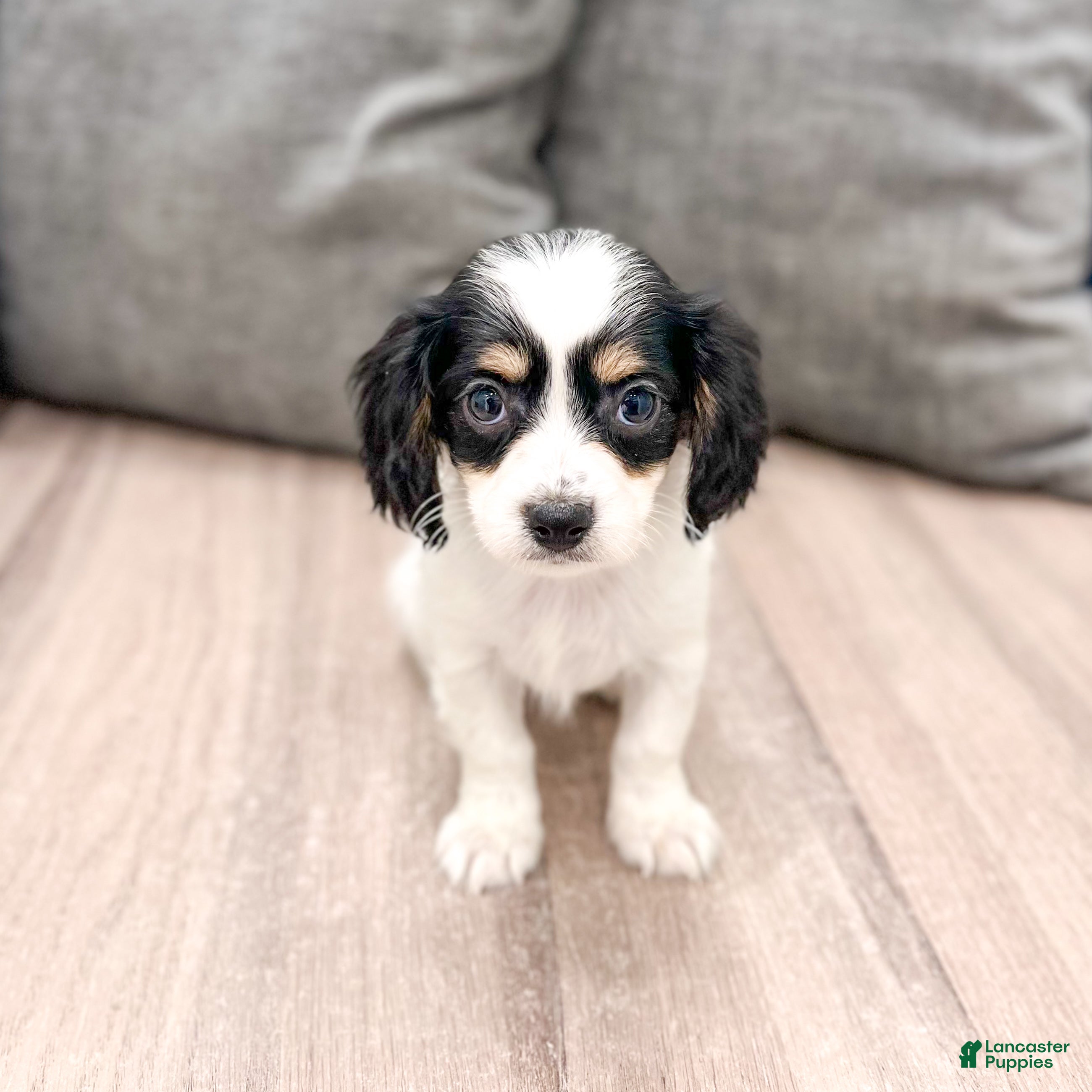 Cavachon dogs Honey - Ad 1