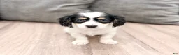 Cavachon dogs for sale: Honey - Ad 1