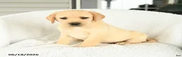 Labrador Retriever dogs for sale: Mellody - Ad 2