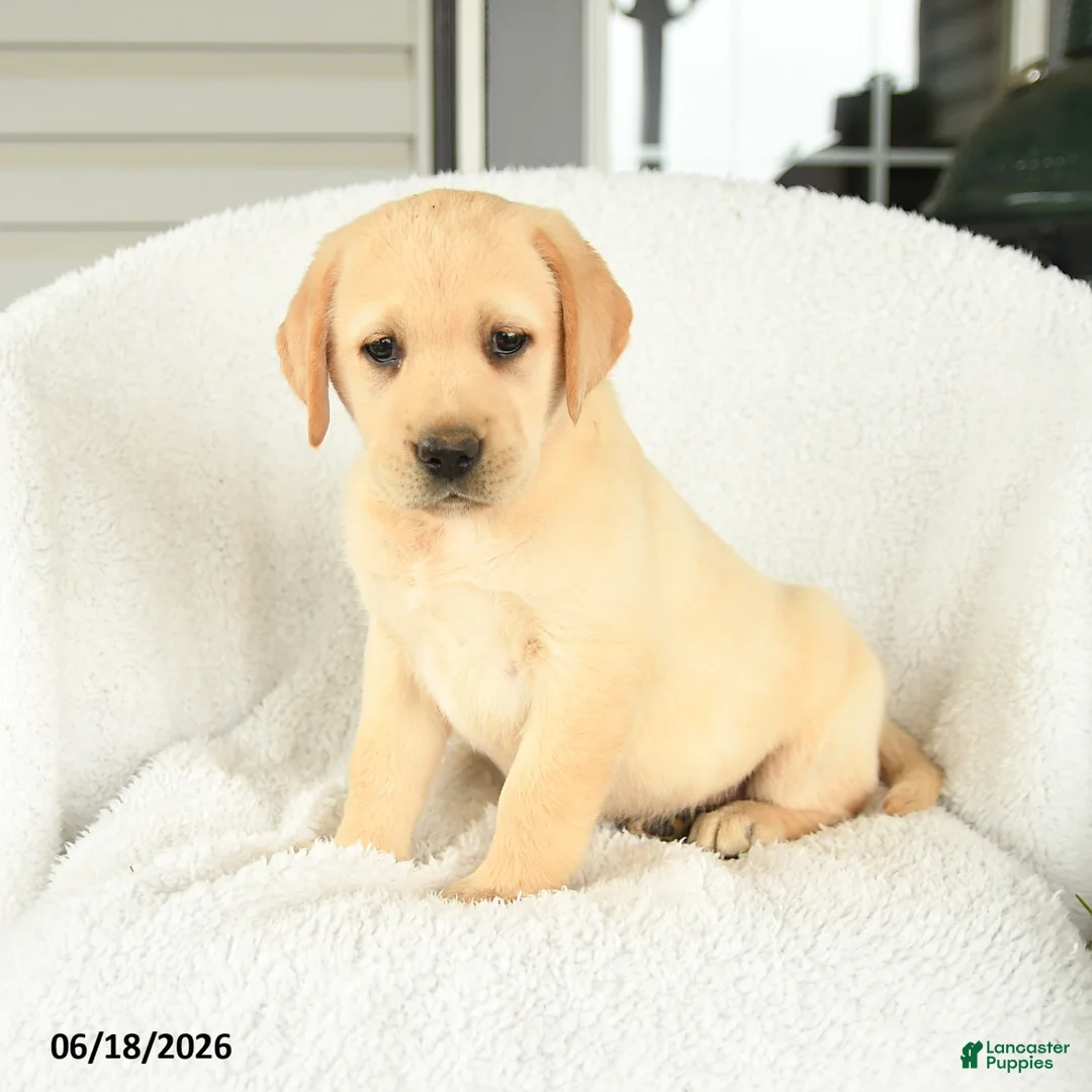 Labrador Retriever dogs for sale: Mellody - Ad 2