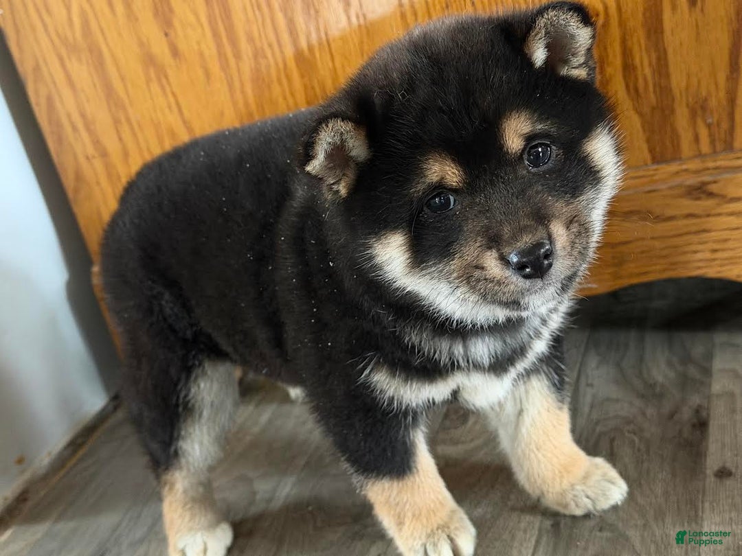 Shiba Inu dogs for sale: Sidney - Ad 4