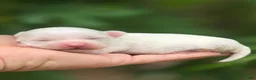 Mixed Breed dogs for sale: Linen - Ad 7