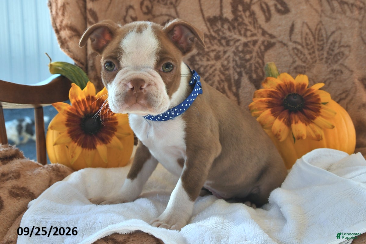 Boston Terrier dogs Curious George - Ad 1