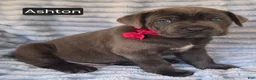 Cane Corso dogs for sale: Ashton - Ad 5
