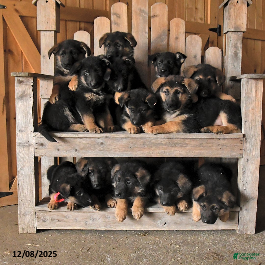 German Shepherd dogs for sale: Sofia - Ad 5