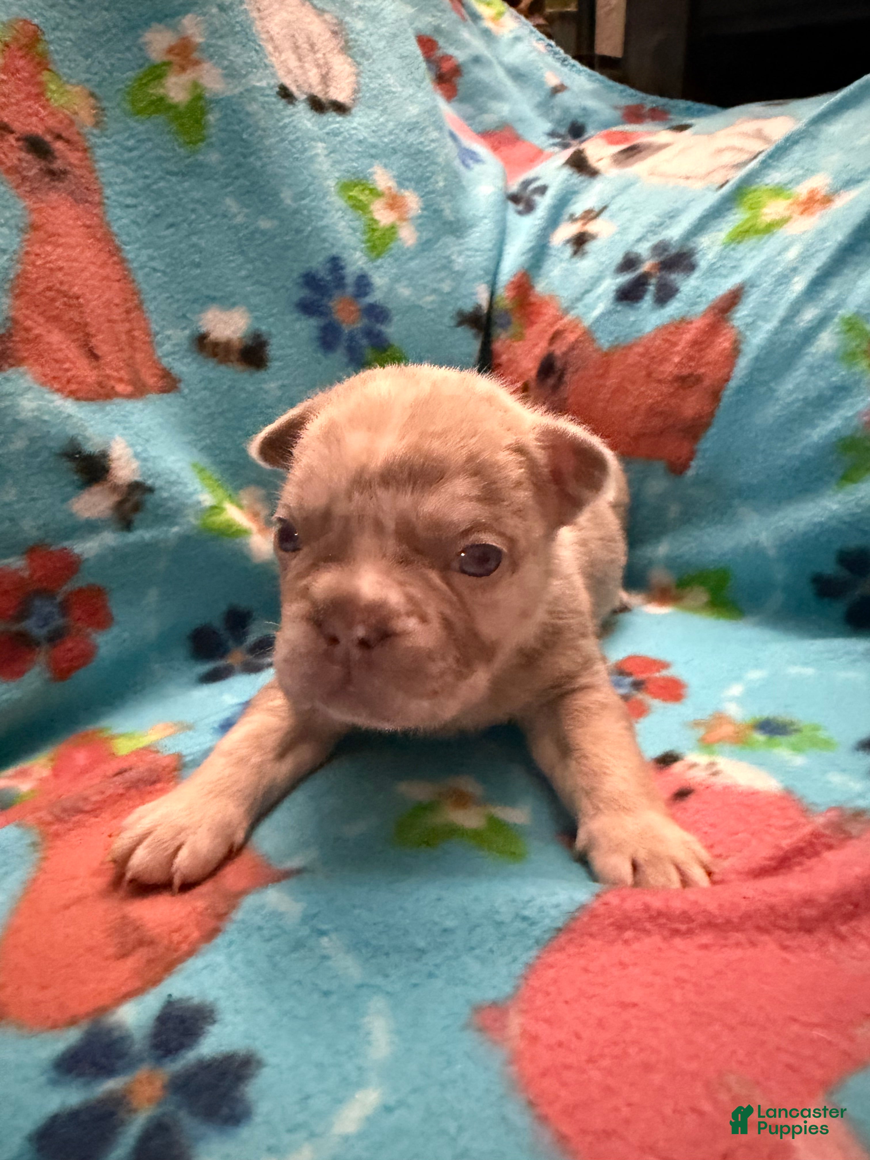 French Bulldog dogs for sale: Doug - Ad 3