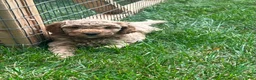 Mini Goldendoodle dogs for sale: Nora - Ad 6