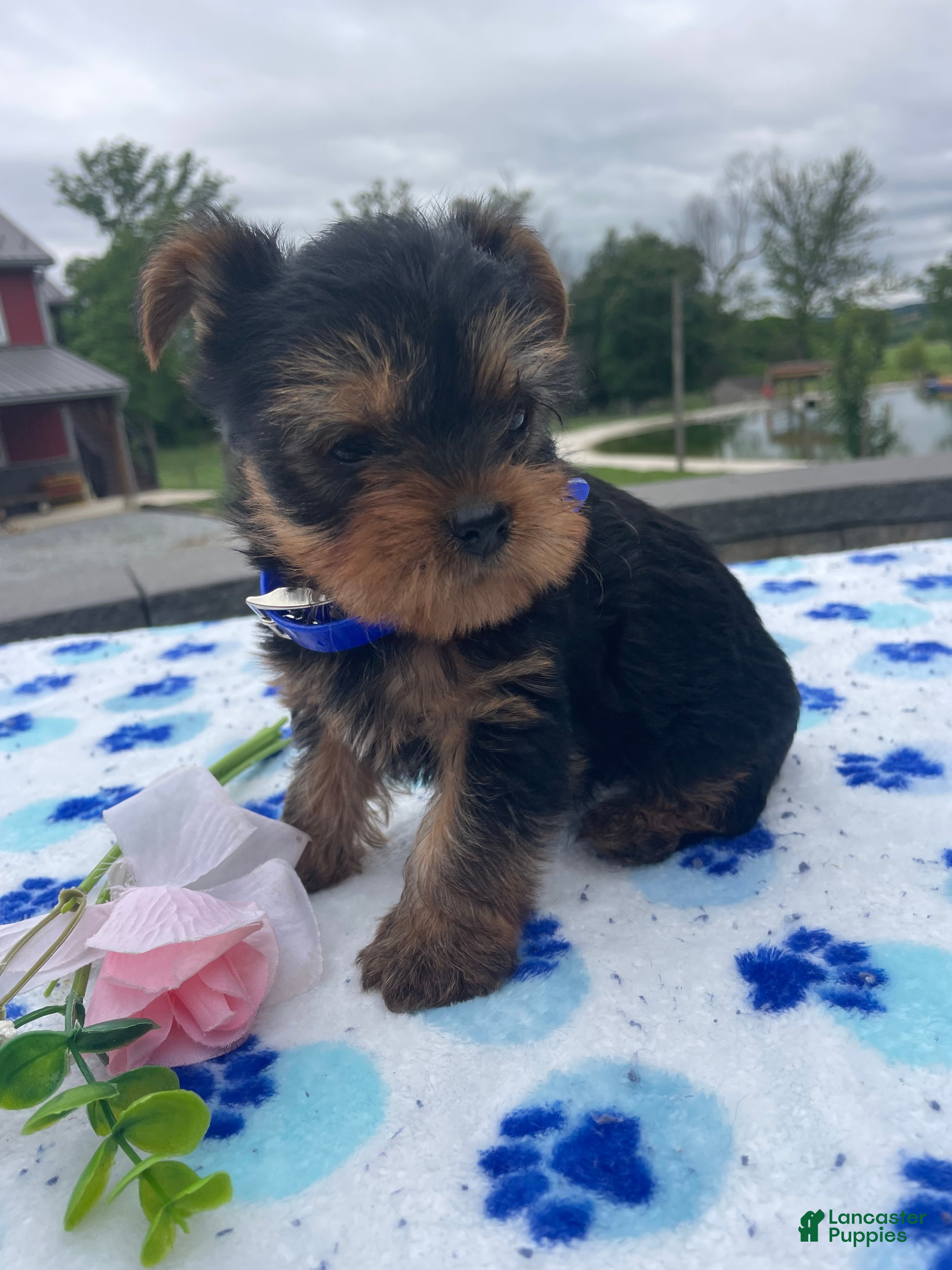 Yorkshire Terrier dogs Gizmo - Ad 37