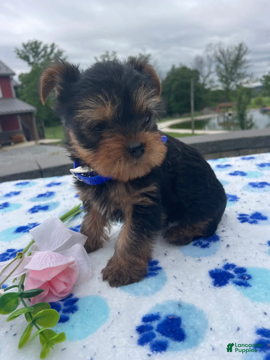 Yorkshire Terrier dogs for sale: Gizmo - Ad 1