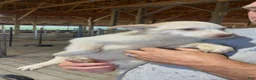 Australian Cattle Dog dogs for sale: Kristal - Ad 2