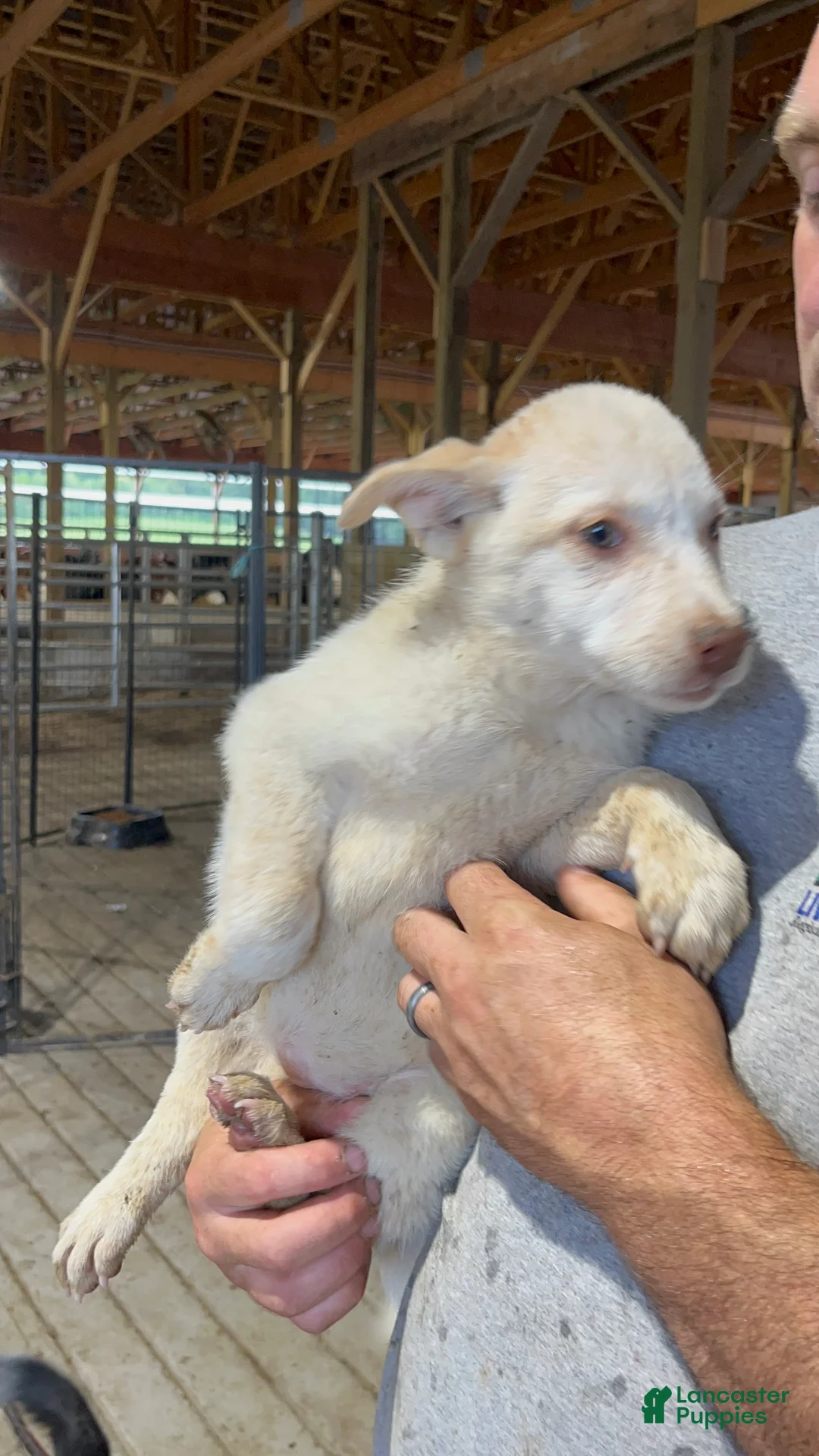 Australian Cattle Dog dogs for sale: Kristal - Ad 2