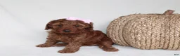 Cavapoo dogs for sale: Bailey - Ad 5