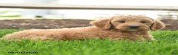 Goldendoodle dogs for sale: Topper - Ad 3