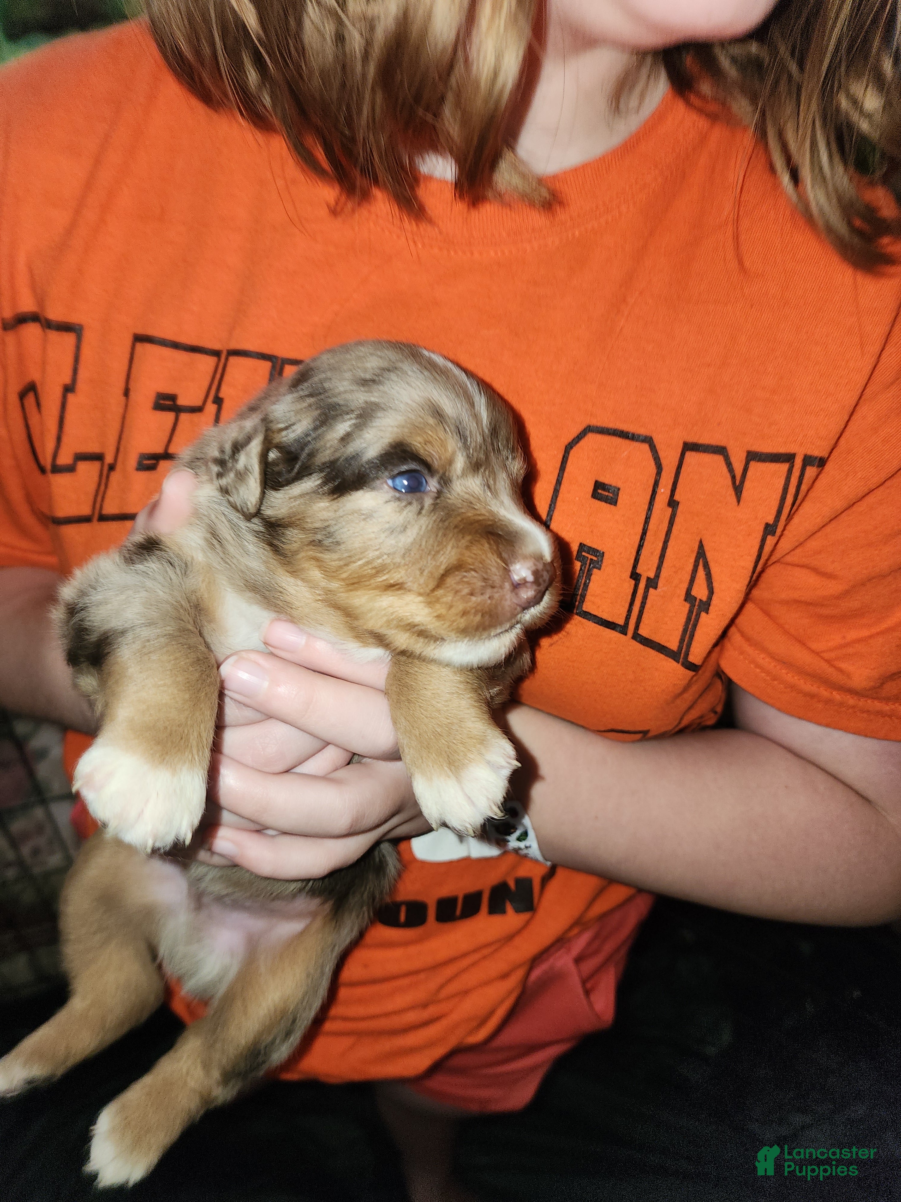 Australian Shepherd dogs Australian Shepherd Red Merle Female 1 - Ad 1