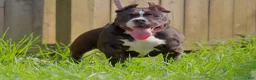 American Bully dogs for sale: Pepe - Ad 7
