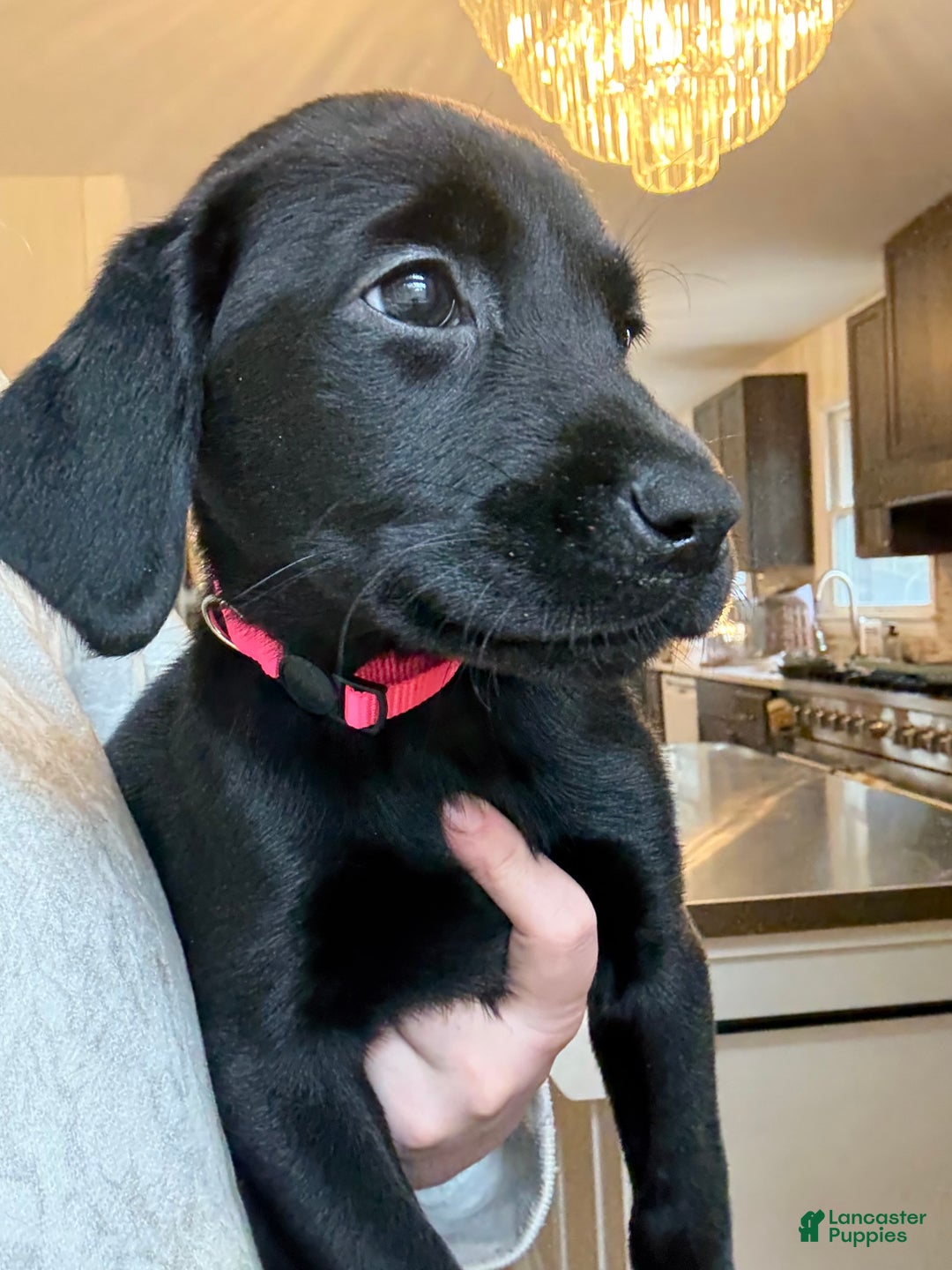 Labrador Retriever dogs for sale: Labrador Retriever Puppy- Pink collar - Ad 1