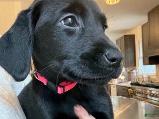 Labrador Retriever dogs Labrador Retriever Puppy- Pink collar - Ad 1