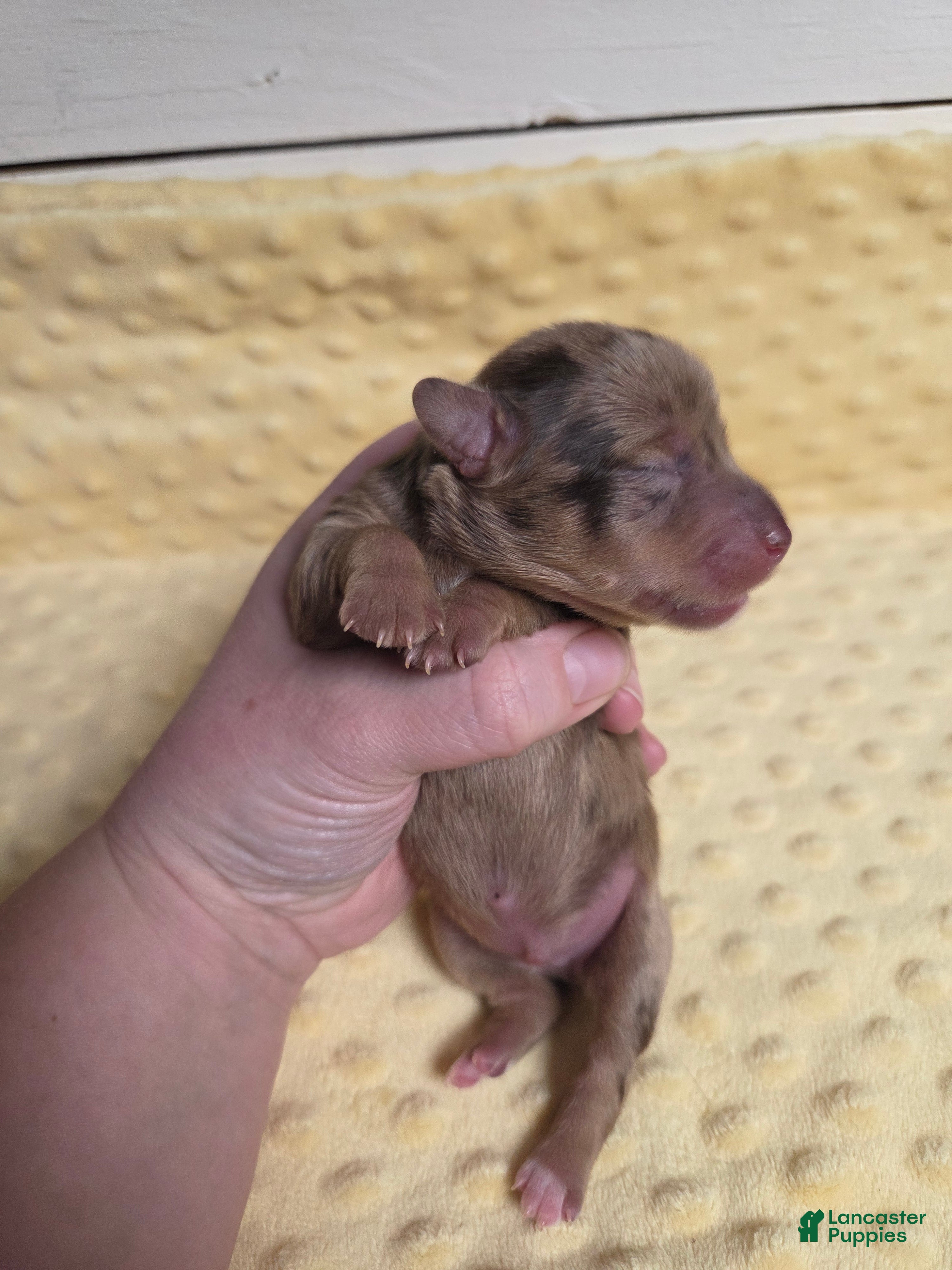 Mixed Breed dogs Tinsel - Ad 15