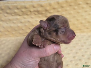 Mixed Breed dogs Tinsel - Ad 24