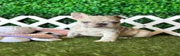 French Bulldog dogs for sale: French Bulldog Puppy 1 - Ad 3