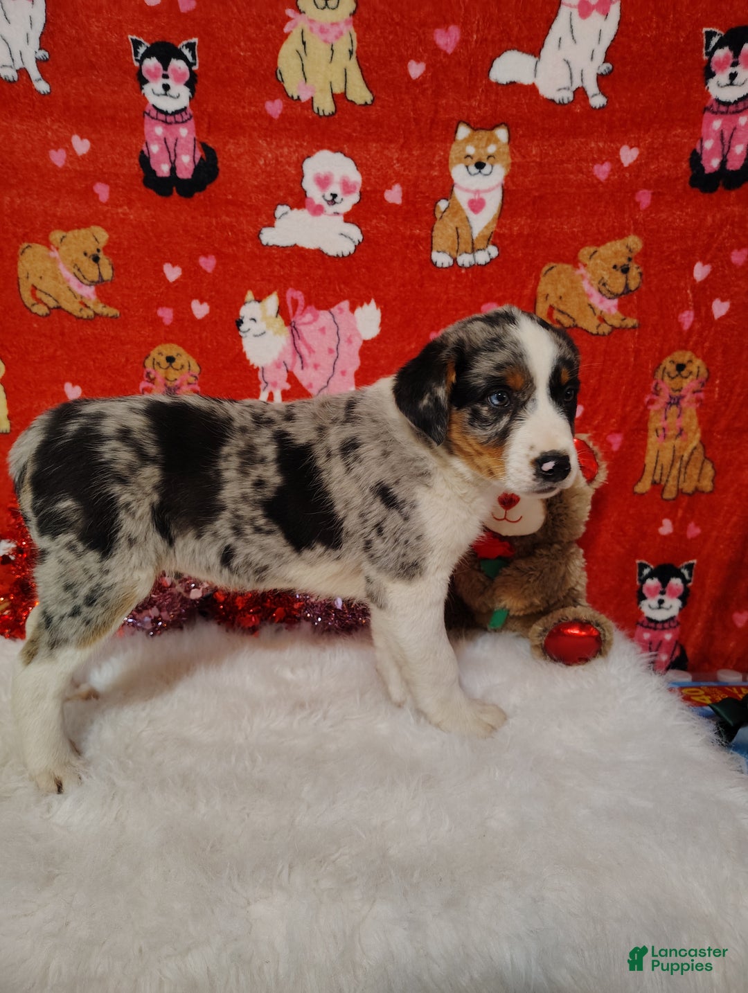 Mixed Breed dogs for sale: Hank - Ad 5