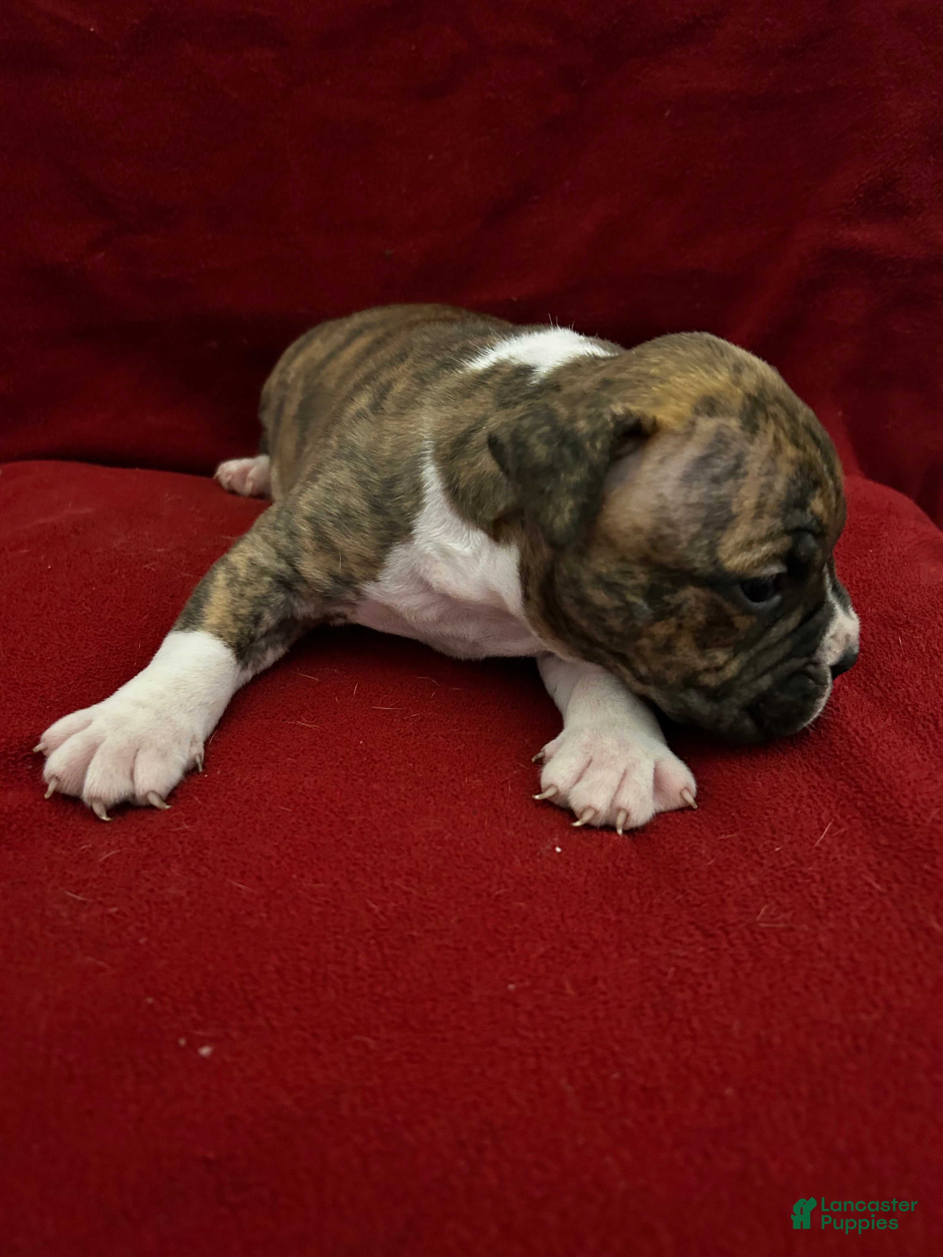 American Bully dogs for sale: American Bully Puppy 3 - Ad 3