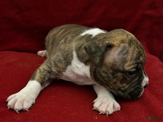 American Bully dogs for sale: American Bully Puppy 3 - Ad 3