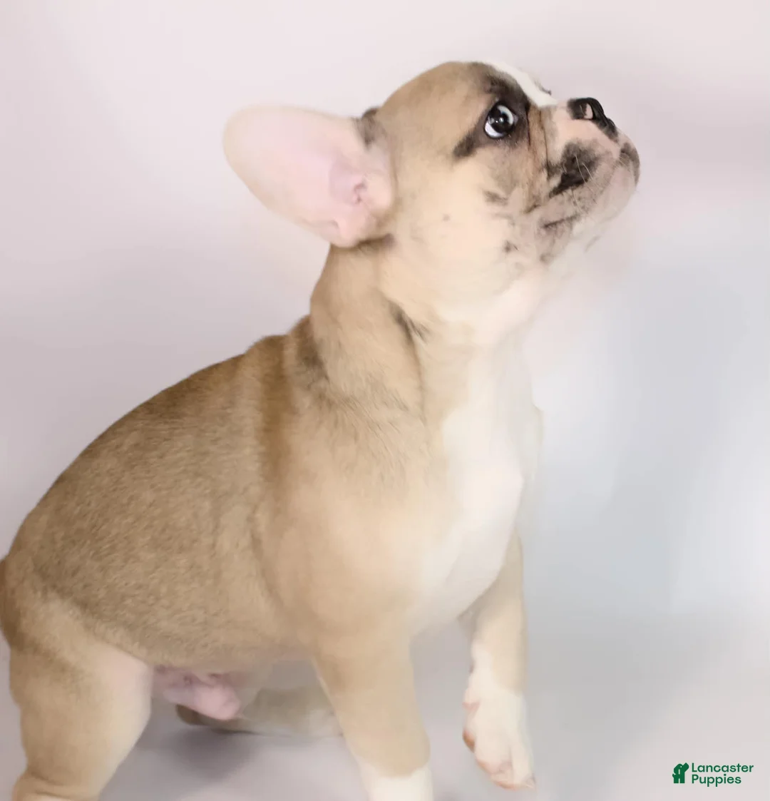 French Bulldog dogs for sale: Bear - Ad 2
