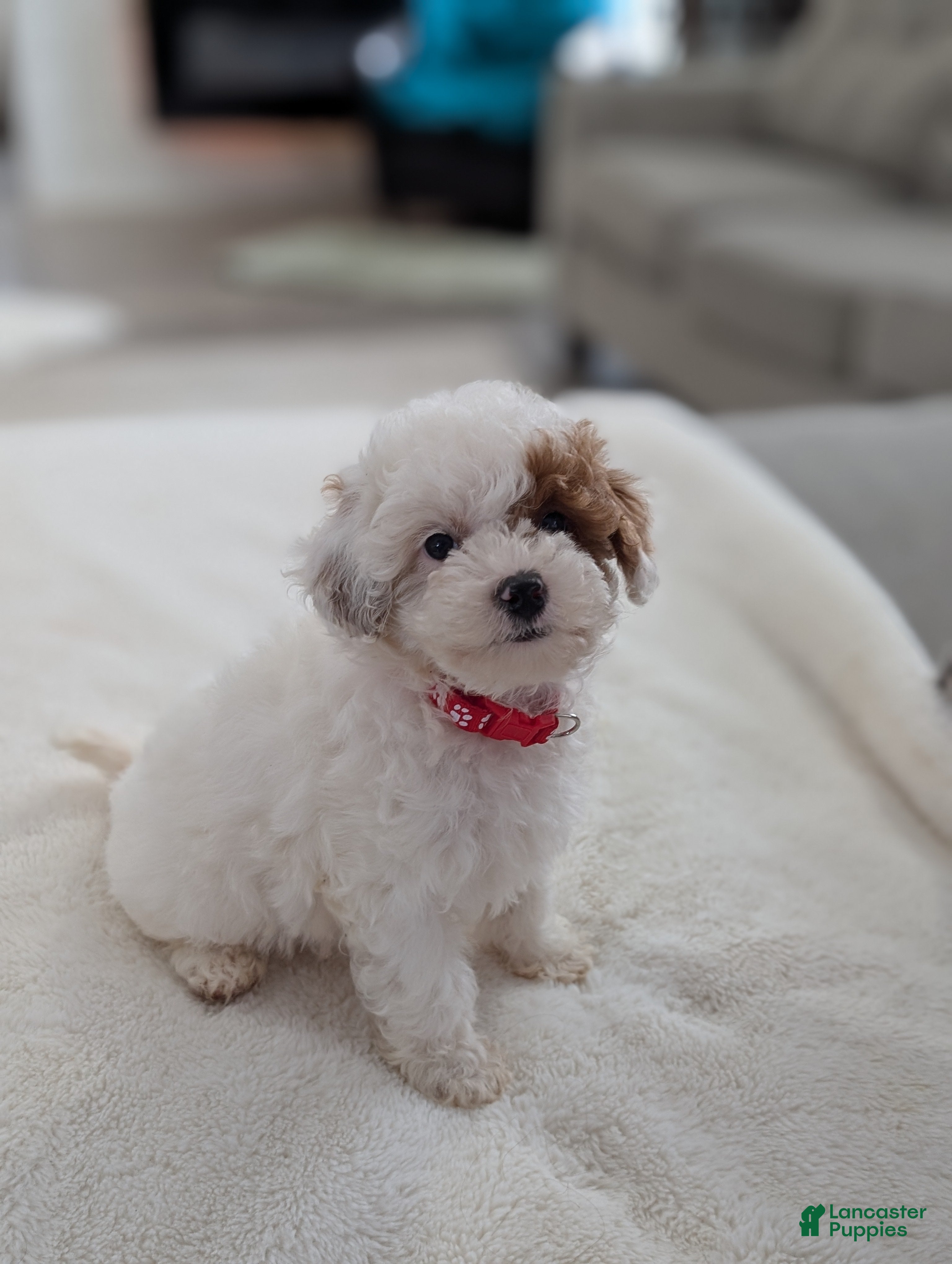 Shihpoo dogs Jaxon  - Ad 2