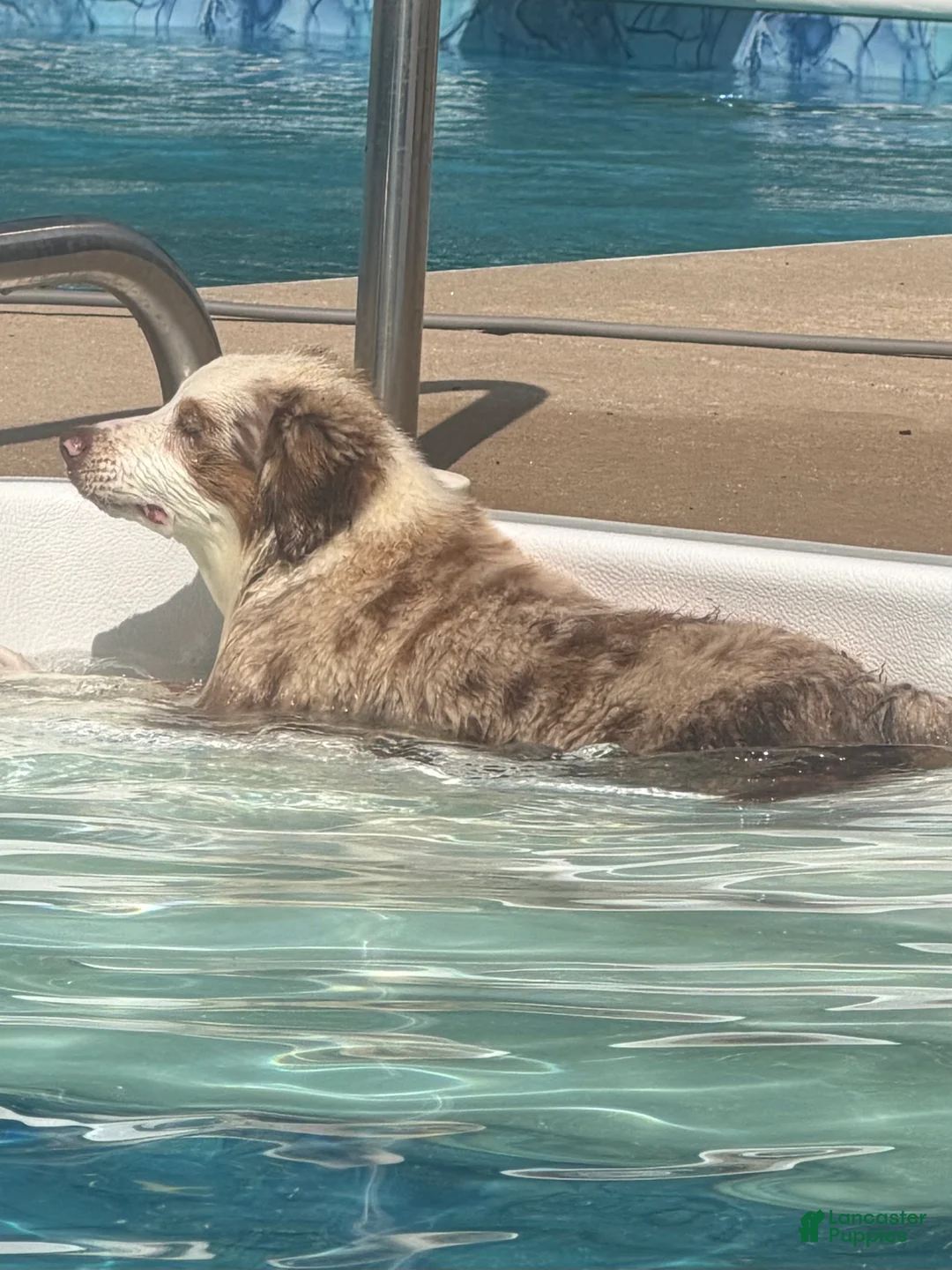 Miniature Australian Shepherd dogs for sale: Miniature Australian Shepherd Puppy Cash2 - Ad 2
