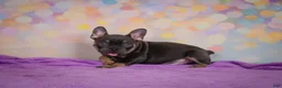 French Bulldog dogs for sale: Brutus - Ad 7
