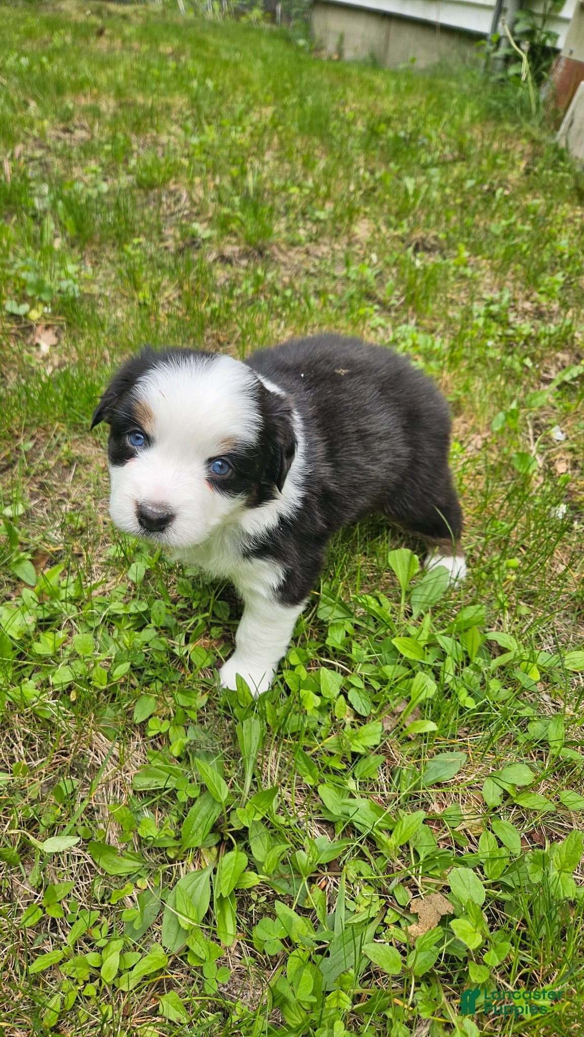 Australian Shepherd dogs for sale: Willow - Ad 1