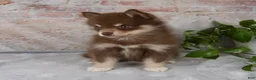 Pomsky dogs for sale: Kara - Ad 6