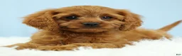 Cavapoo dogs for sale: Waffles 🧇 - Ad 15