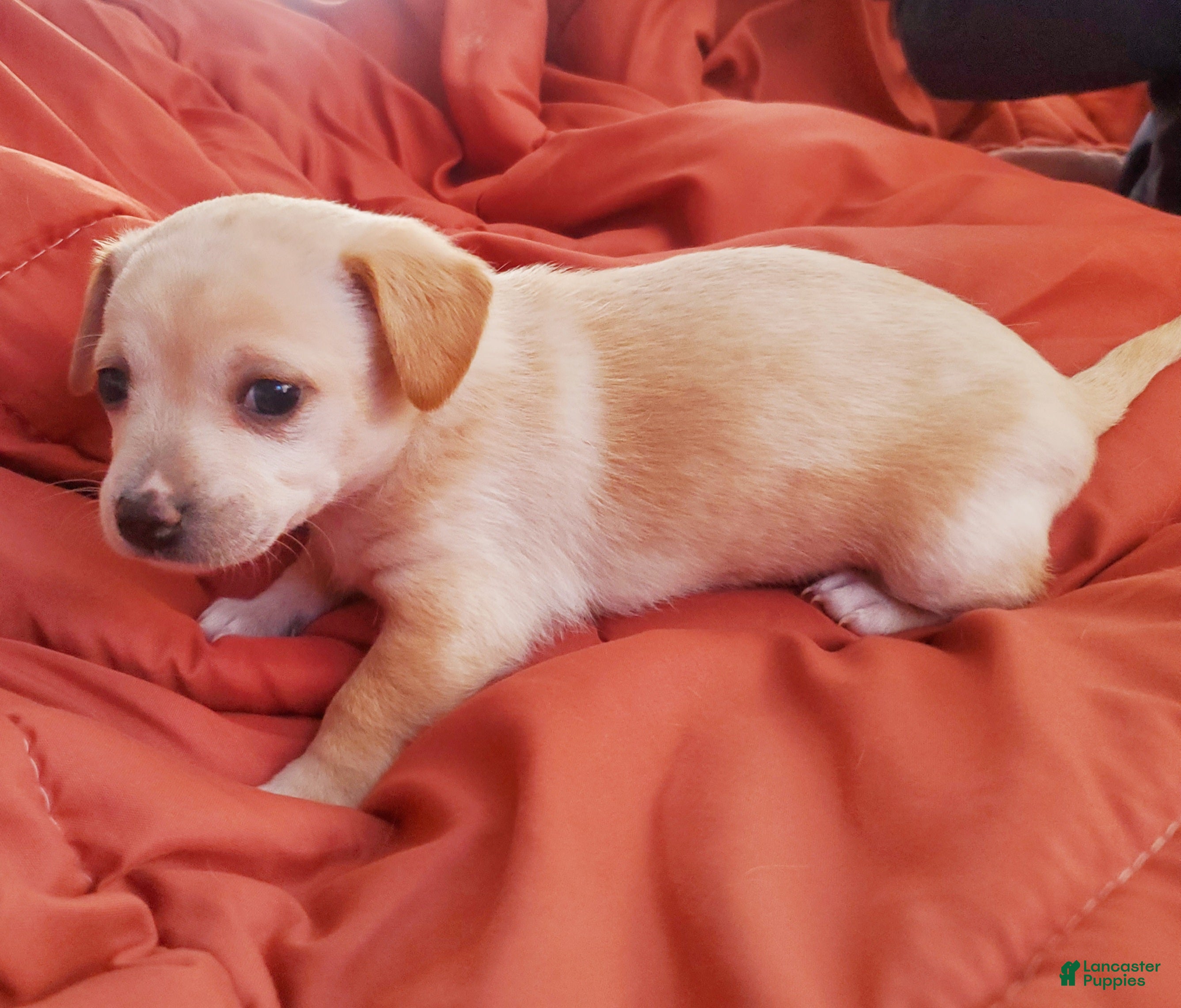 Chiweenie dogs Chiweenie Puppy 5 - Ad 1