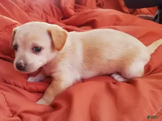 Chiweenie dogs Chiweenie Puppy 5 - Ad 1