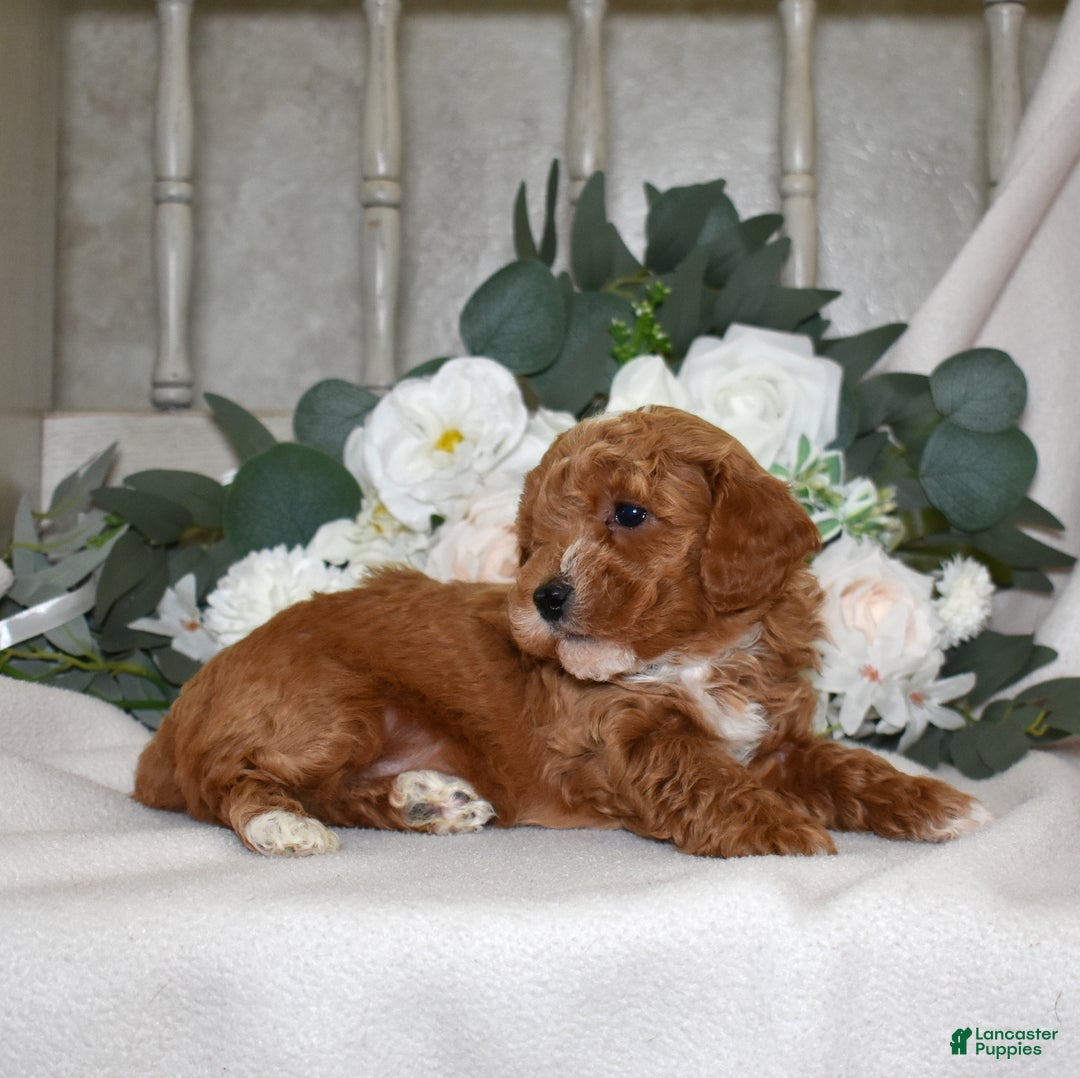Miniature Poodle dogs for sale: Joey - Ad 5