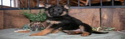 German Shepherd dogs for sale: Twinkle - Ad 1