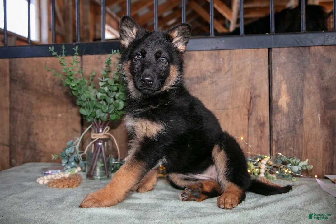 German Shepherd dogs for sale: Twinkle - Ad 1