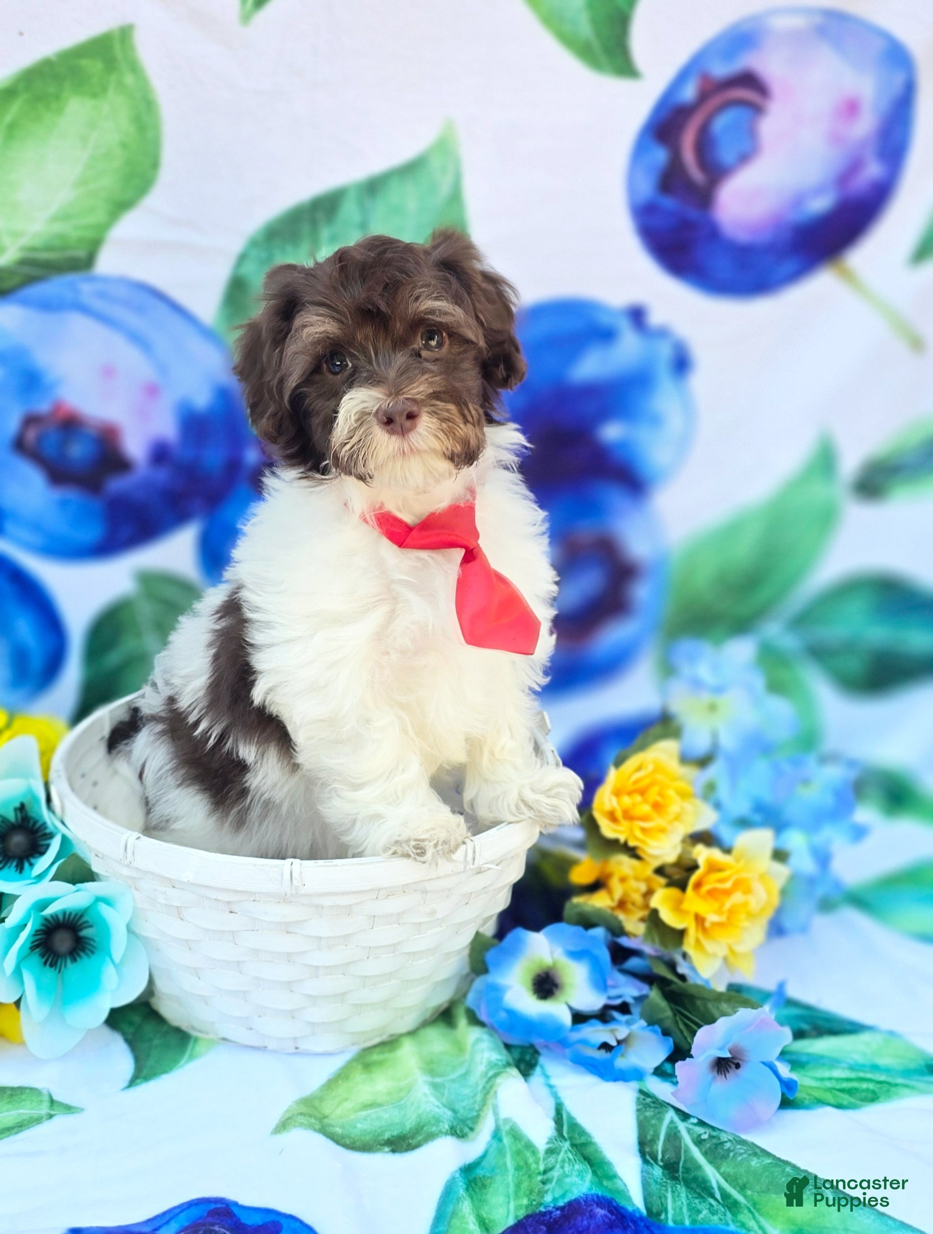 Havapoo dogs Derby - Ad 2