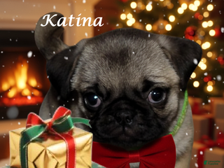 Pug dogs Katina - Ad 14