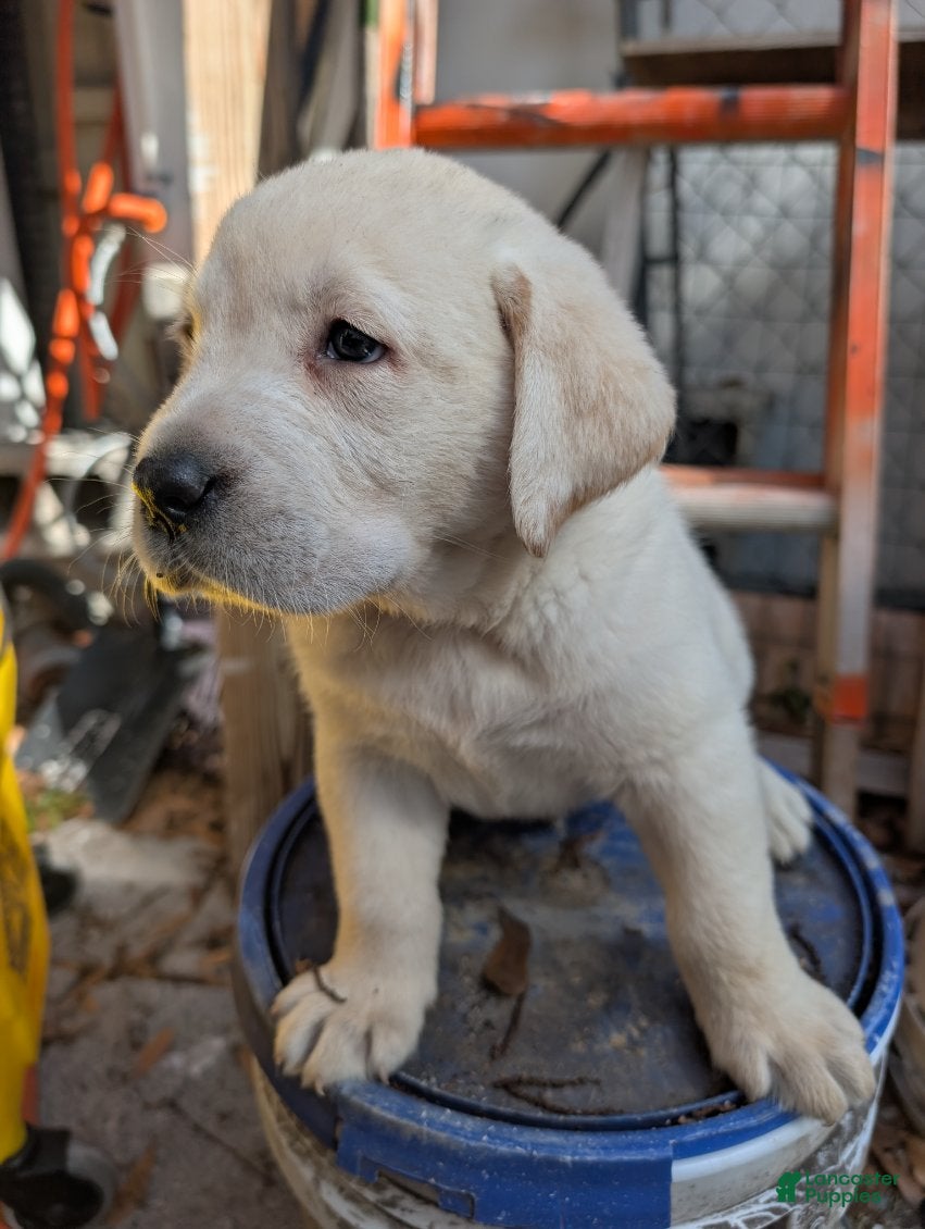 Labrador Retriever dogs Labrador Retriever Boy 2  - Ad 1