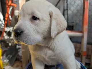 Labrador Retriever dogs for sale: Labrador Retriever Boy 2 - Ad 4