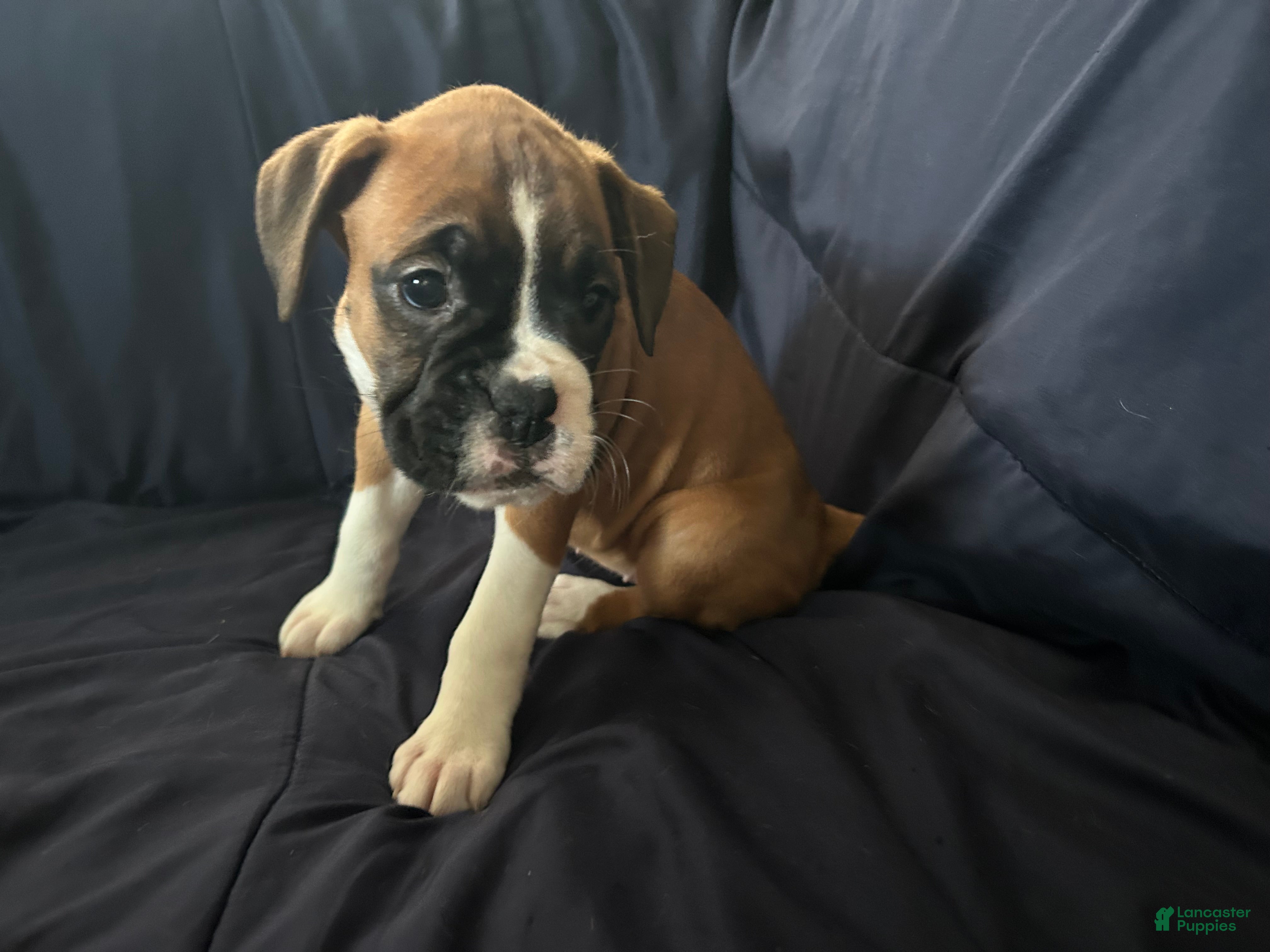 Boxer dogs Flash - Ad 1