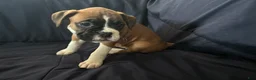 Boxer dogs for sale: Flash - Ad 1