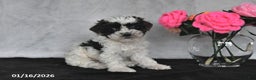Miniature Poodle dogs for sale: Tina - Ad 1